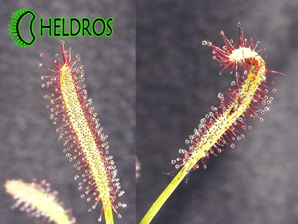 Drosera CAPENSIS. Rosiczka przylądkowa CAPENSIS.