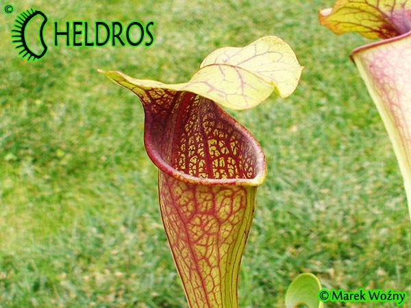 Kapturnica Sarracenia Oreophila OR01, RvL Heavely veined, Purple throat form.