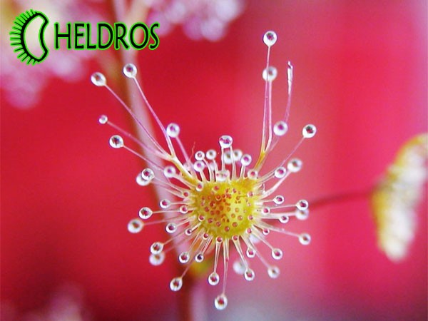 Drapieżny liść rosiczki AURICULATA / DROSERA AURICULATA carnivorous leaf.