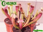 Kapturnica Sarracenia FIONA