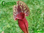 Sarracenia DRACULA