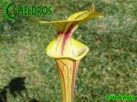 MK F83 Sarracenia Flava var. rubricorpora, Holley, FL,WF36B,PM Red tube, Plant has a prominent throat patch.