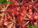 Drosera Capillaris COSTA RICA Drosera Capillaris COSTA RICA