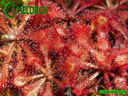 DROSERA CAPILLARIS COSTA RICA - 20 seeds