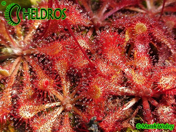 Drosera Capillaris COSTA RICA Drosera Capillaris COSTA RICA