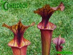 MK F102 Sarracenia Flava var. rubricorpora, Apalachicola National Forest, FL. WS,MS