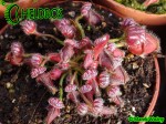 Cefalotus Bukłakowaty - CEPHALOTUS FOLLICULARIS
