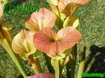 Kapturnica Sarracenia Flava var. cuprea,olive/Copper top, North Carolina,WSPW,F09