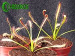Oferowane roślinki / DROSERA CAPENSIS - typical reddish plant.
