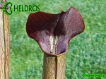 MK A22

Sarracenia Alata var. atrorubra. All red, De Soto National Forest. Large wide, red lid,WPW