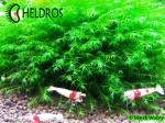 Mech Phoenix moss Fissidens fontanus