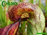 Darlingtonia Kalifornijska Darlingtonia Californica