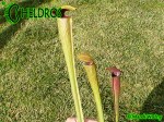 MK A26 Sarracenia Alata var. rubrioperculata. Red lid,very tall strong olive green pitchers,going darker by Autumn, throat black. De Soto National Forest. W PM 1994