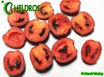 MINIROCOTO BROWN chili