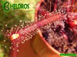Drosera Capensis ALL RED FORM