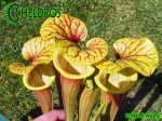 MK F161 Sarracenia Flava var. rubricorpora Apalachicola National Forest, FL. W, F58,JA