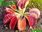 Dionaea Muscipula Muchołówka Louchapates