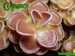 Pinguicula Tłustosz Ehlersiae Ixmiquilpan, Hidalgo, Mexico