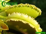 Dionaea Muscipula Muchołówka WHALE