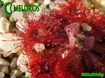 Drosera RUBRIFOLIA