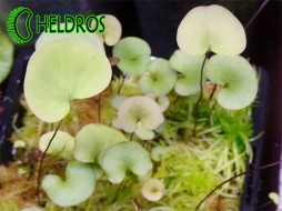 Utricularia RENIFORMIS - small form