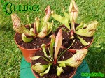 SARRACENIA PURPUREA