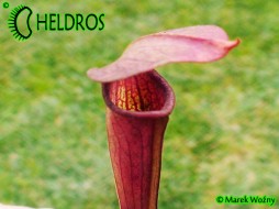 MK A5 Sarracenia Alata var. atrorubra