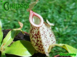 NEPENTHES HOOKERIANA