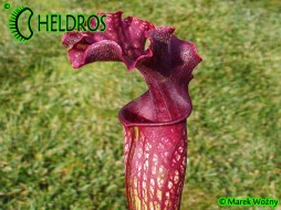 MK H58 Sarracenia Hybrid 