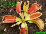 Dionaea Muscipula Muchołówka Louchapates