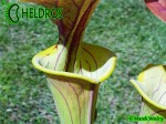 MK F131A Sarracenia Flava var. cuprea, Exum, North Carolina,W, clone 1,SM