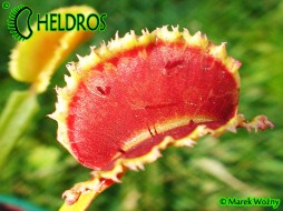 Dionaea Muscipula SUNRISE - amazing sun