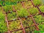 Sarracenia Seeds - Siewki kapturnicy - 5 miesięcy od wysiania