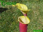 MK F26 Sarracenia Flava var. rubricorpora Burgundy,The actual clone from Adrian Slacks book Insect Eating plants and how to grow them, Tall pitchers, pale tan interior.