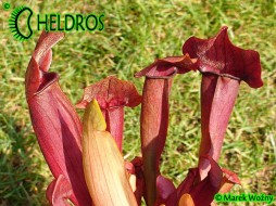 Sarracenia MAROON