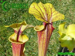 MK F24 Sarracenia Flava var. rubricorpora