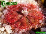 Drosera RUBRIFOLIA