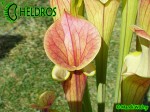 MK F27B Sarracenia Flava var. atropurpurea All red form, Blackwater River State Forest, FL. W,AP