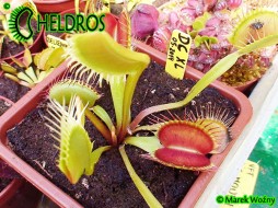 Dionaea Muscipula DC XL