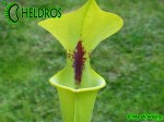 MK F13	Sarracenia Flava var. rugelii Dark throat,Apalachicola National Forest,W, Very dark throat splotch