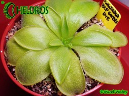 Pinguicula BCP Golden Eye