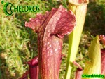 Kapturnica Sarracenia FIONA