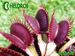 Dionaea Muscipula PINK VENUS - cosmic