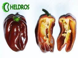 CONGO BLACK 600.000 - 10 seeds
