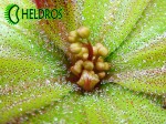 Flower buds of Drosera MACROPHYLLA ssp. MACROPHYLLA. Kwiatostany Rosiczki Macrophylla ssp. Macrophylla