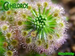 Drosera ROSEANA and gemmae