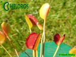Muchołówka Dionaea Muscipula  Korean Melody Shark