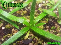 Pinguicula HETEROPHYLLA Conception Papalo