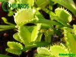 Dionaea Muscipula Muchołówka WEREWOLF
