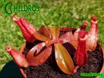 Nepenthes Dzbanecznik BLOODY MARY